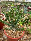 Euphorbia royleana inermis