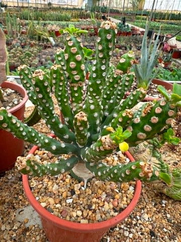 Euphorbia royleana inermis
