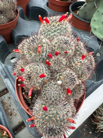 Mammillaria haageana subs. meissneri