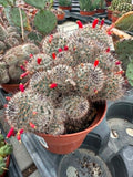 Mammillaria haageana subs. meissneri
