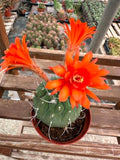 Matucana madisoniorum