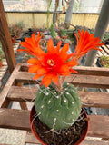 Matucana madisoniorum