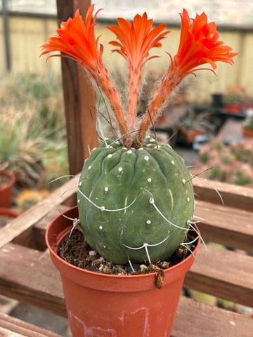 Matucana madisoniorum