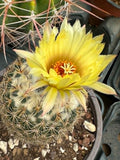 Coryphantha cornifera