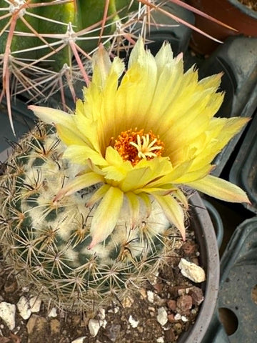 Coryphantha cornifera