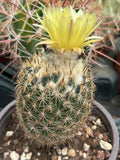 Coryphantha cornifera