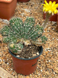 Lobivia aurea cristata