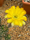 Lobivia aurea cristata