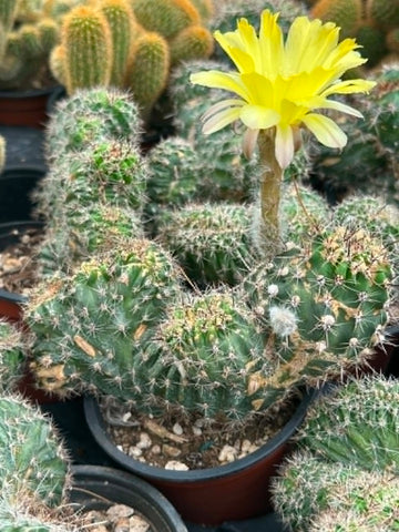 Lobivia aurea cristata