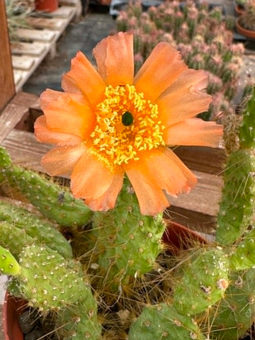 Tunilla soehrensii