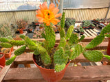 Tunilla soehrensii