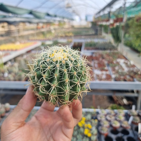 Echinocactus grusonii  Kraukopf
