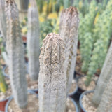 Euphorbia abdelkuri grafted.