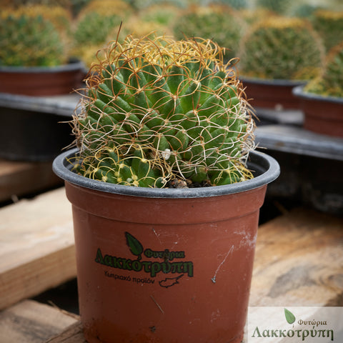 Mammillaria camptotricha
