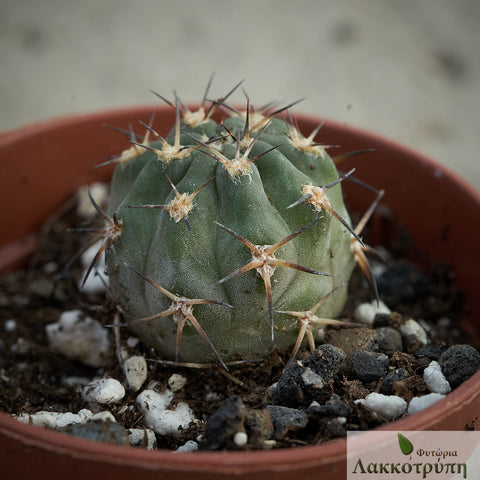 Acanthocalycium griseum