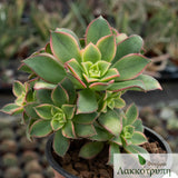 Aeonium decorum tricolor