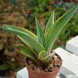 Agave desmettiana variegata