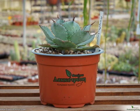 Agave potatorum