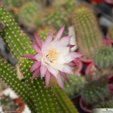 Akersia roseiflora