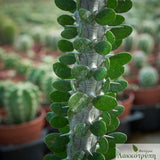 Alluaudia procera