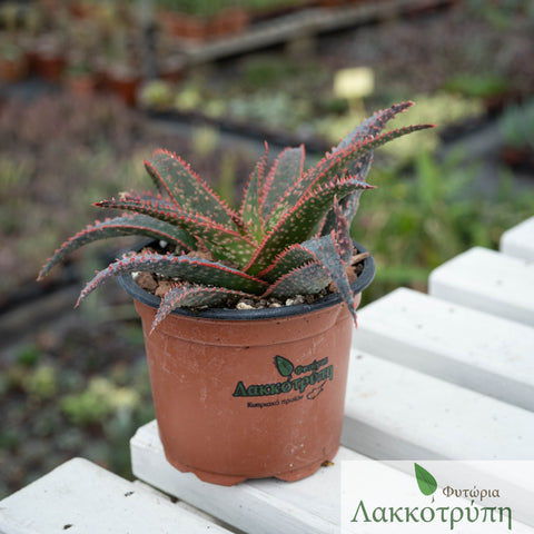 Aloe "Donnie"