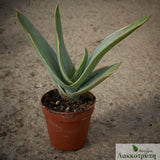 Aloe striata