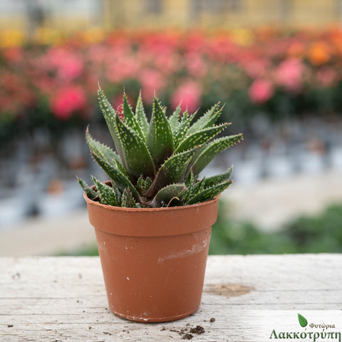 Aloe beguinii