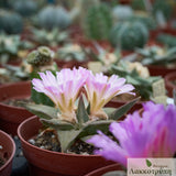 Ariocarpus retusus