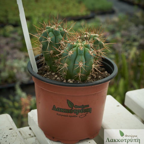 Browningia hertlingiana