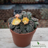 Titanopsis calcarea