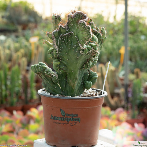 Cereus coral cristata