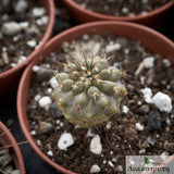 Copiapoa calderana spinosior