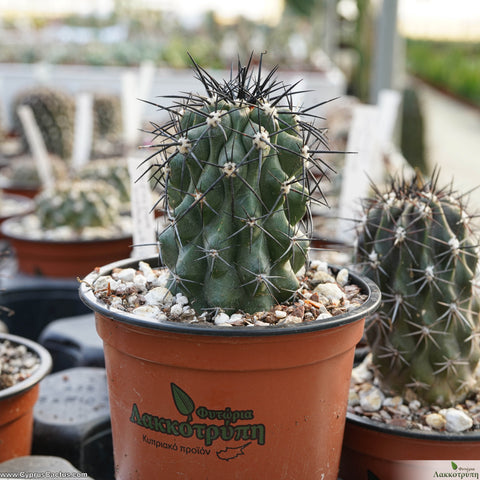 Copiapoa megarhiza