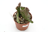 Stapelia leendertziae cristate
