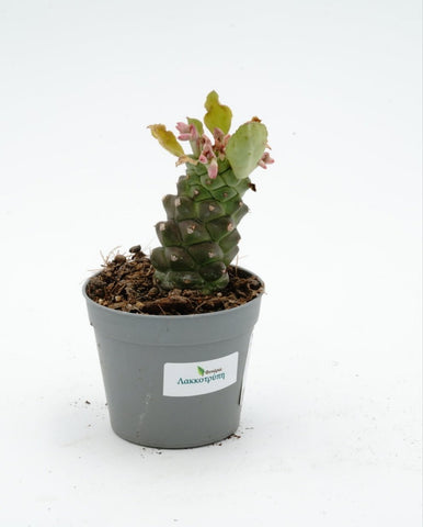 Monadenium ritchiei