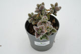 Delosperma echinatum