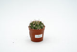 Echinopsis obrepanda  purpurea