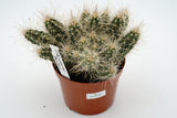 Echinocereus parkeri