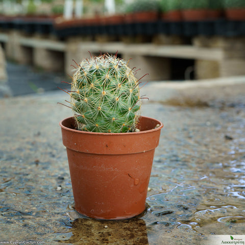 Mammillaria meridiorosei
