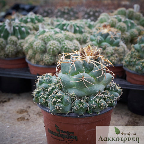 Coryphantha pycnacantha