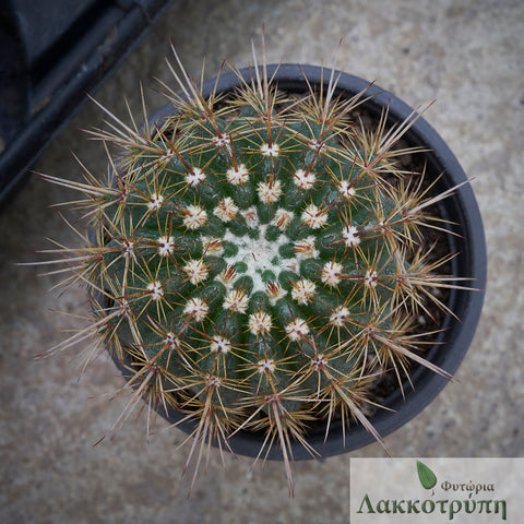 Parodia mammulosa