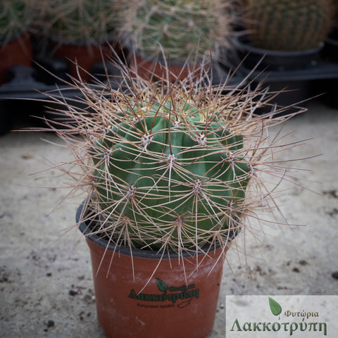 Soehrensia formosa