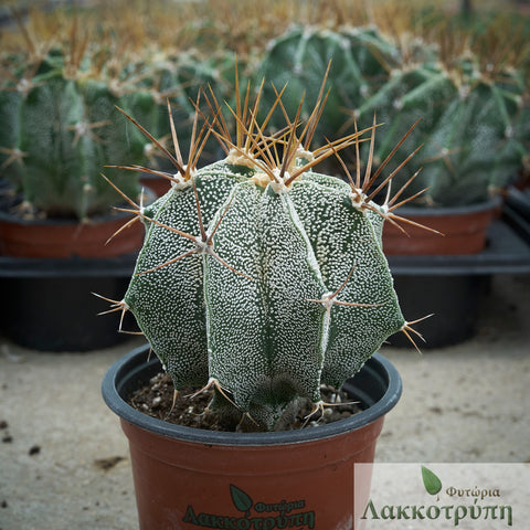 Astrophytum ornatum