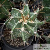 Astrophytum ornatum