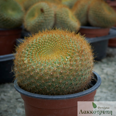 Parodia haselbergii graessneri
