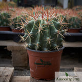 Ferocactus pilosus