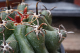 Ferrocactus horridus brevispinus