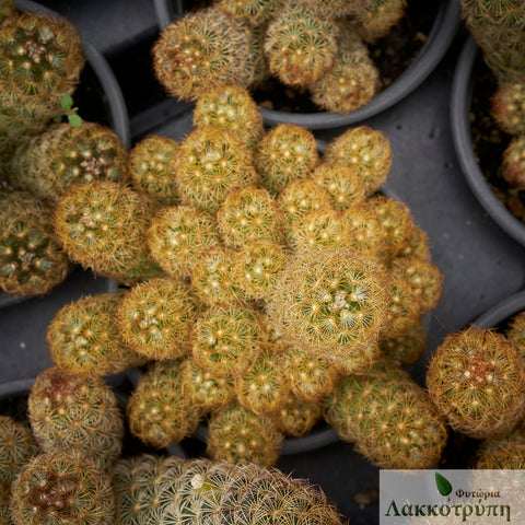 Mammillaria elongata cv. Kopper King