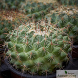 Mammillaria melanocentra rubrograndis