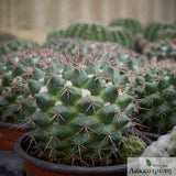 Mammillaria compressa